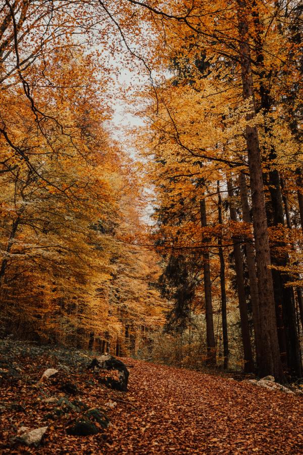 Wald im Herbst